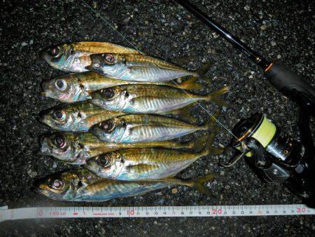 飽きもせずアジ