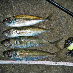 サイズはいいが…