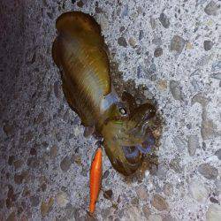 teamゲッソー調査隊