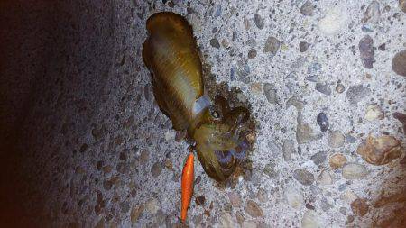 teamゲッソー調査隊