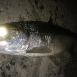 ターポンです。