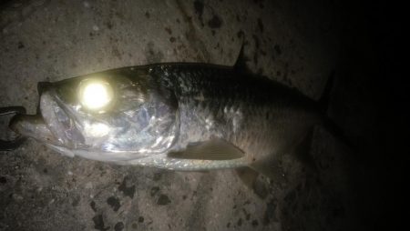 ターポンです。