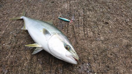 大雨直後を狙って