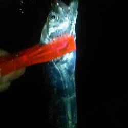 久々の太刀魚満足釣行☆