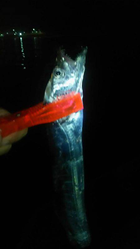 久々の太刀魚満足釣行☆