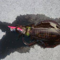 早朝アオリイカ