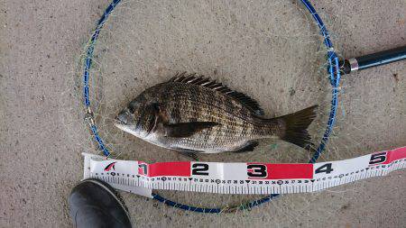潮があまり動かず渋い釣果