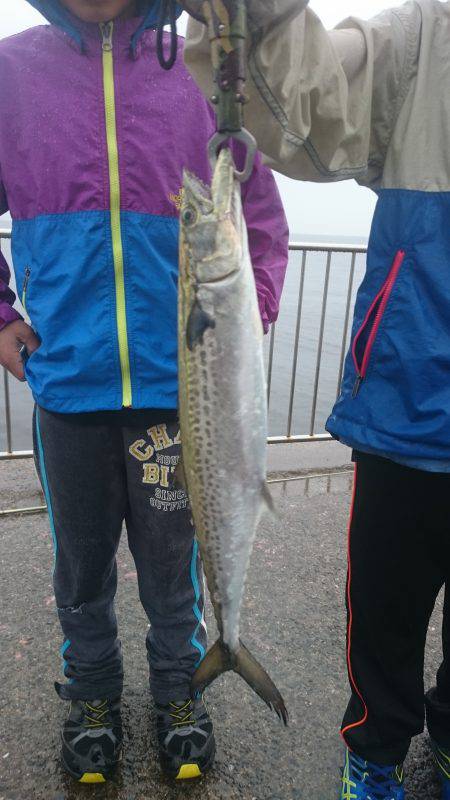 目の前にはサゴシジャンプ