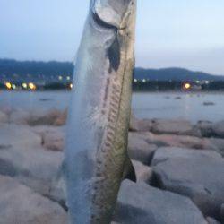 HGリールが欲しい〰❗