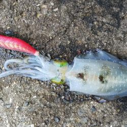 teamゲッソー調査隊