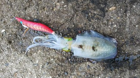 teamゲッソー調査隊