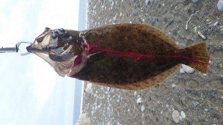 ツバス・ヒラメ