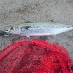 ライトショアジギング