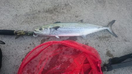 ライトショアジギング