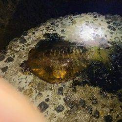 ナイターエギング