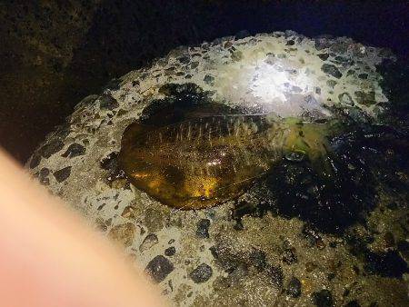 ナイターエギング