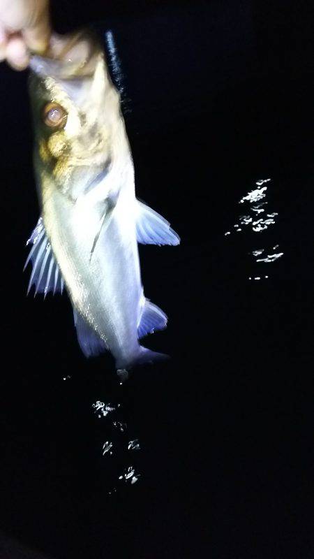 ナイトゲームシーバス