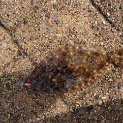 ヒラメとセイゴ