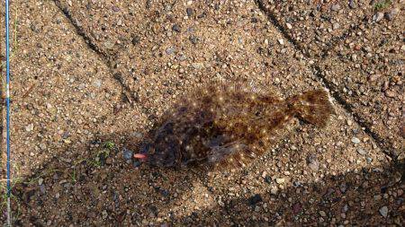 ヒラメとセイゴ