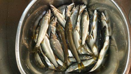 久しぶりの有田川