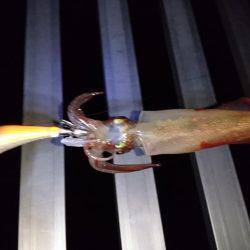 アオリじゃなく、、、