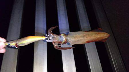 アオリじゃなく、、、