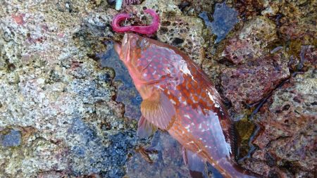 今日は久しぶりのロック