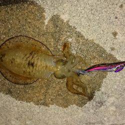 淡路島エギング