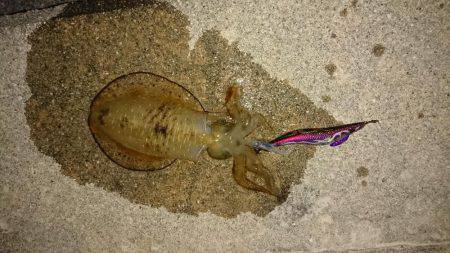 淡路島エギング