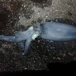 初めてのジギング