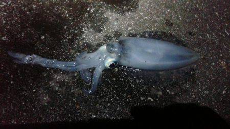 初めてのジギング