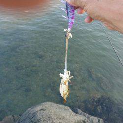 ちょこっとエギング