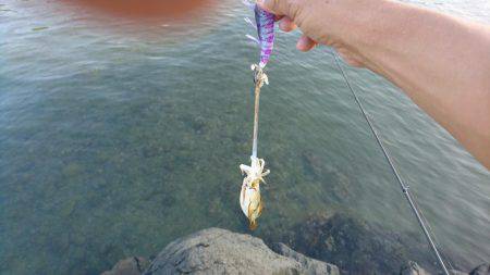 ちょこっとエギング