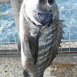 初めてクロダイをつりました。