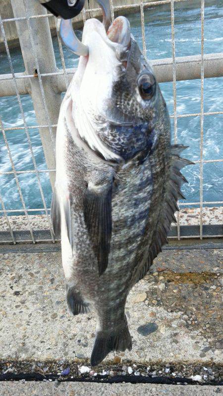 初めてクロダイをつりました。