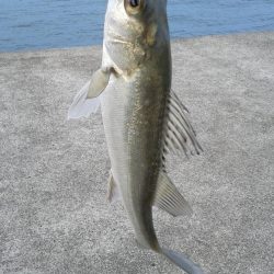 夜明け前から頑張ったものの・・・