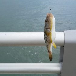 さぐれど、さぐれど、フグばかり