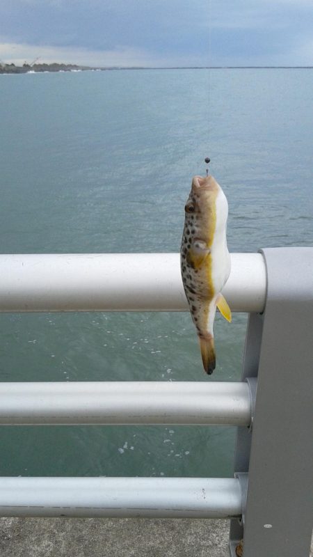 さぐれど、さぐれど、フグばかり