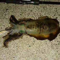 どっぷりエギング