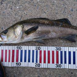 ポロリポロリ…