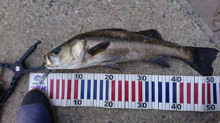 ポロリポロリ…