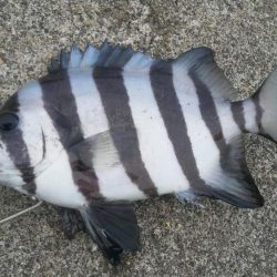 石田釣り桟橋、壊れました。