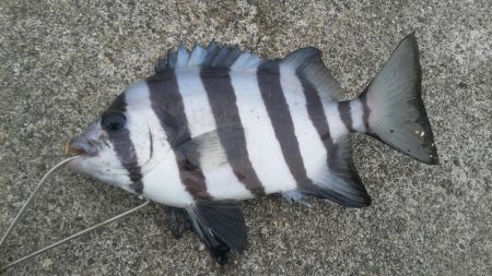 石田釣り桟橋、壊れました。