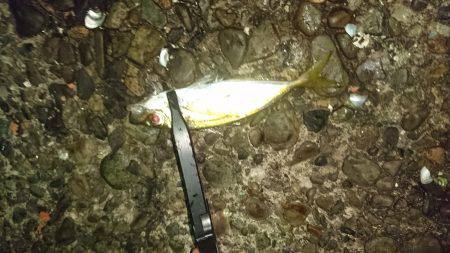 久々のアジング