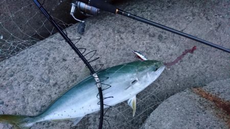 ブルーランナー