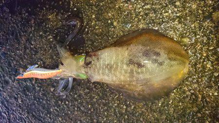 釣れない時のＪＰ頼み