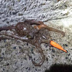 昨日に続き出撃