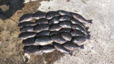 タルイチフカセグレ