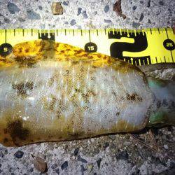 今秋シーズン初