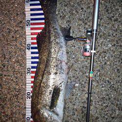 竿したのガシラ狙いと太刀魚釣り